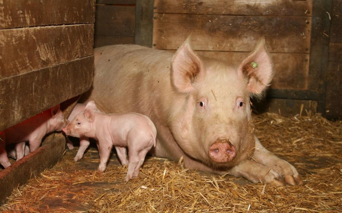 广东最新生猪价格行情更新，今日猪价动态速递🐖📊