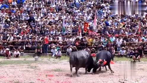 安顺斗牛比赛视频,安顺斗牛比赛视频，震撼人心的视觉盛宴！🐮🏆