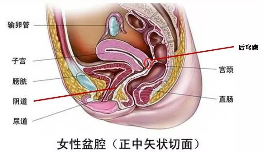 精子窝最新资讯，小巷深处的独特风情探索